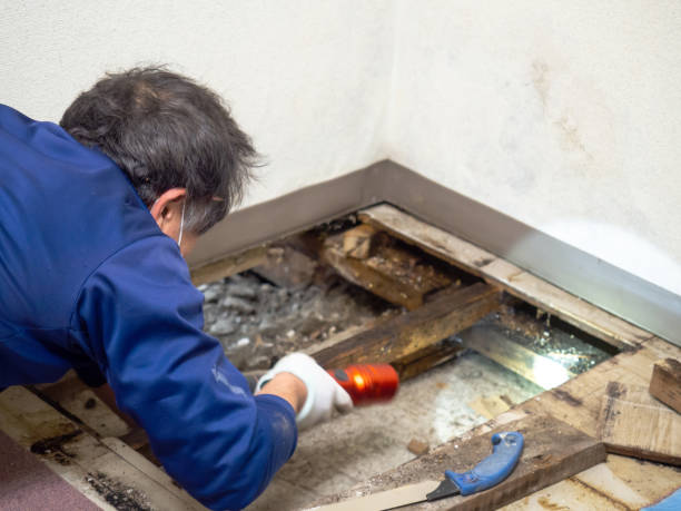 Office Mold Removal Services in Coffeyville, KS