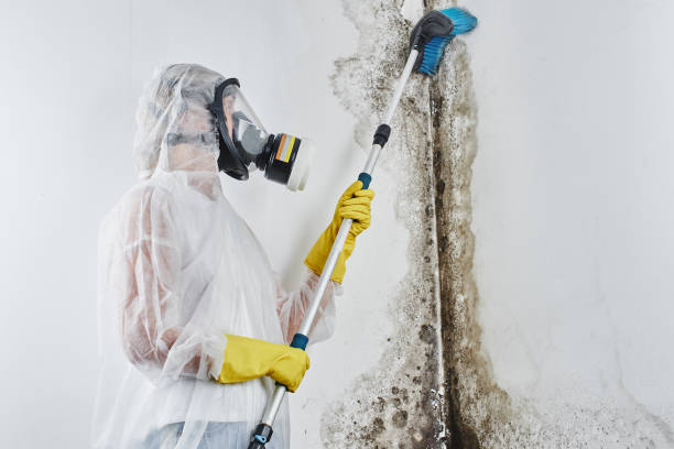 Best Best Mold Removal Companies  in Coffeyville, KS