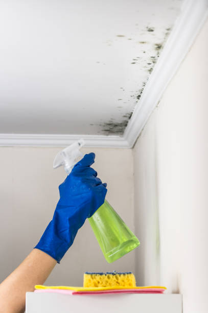 Best Mold Cleaning Services  in Coffeyville, KS