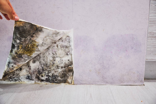 Best Mold Remediation Experts  in Coffeyville, KS